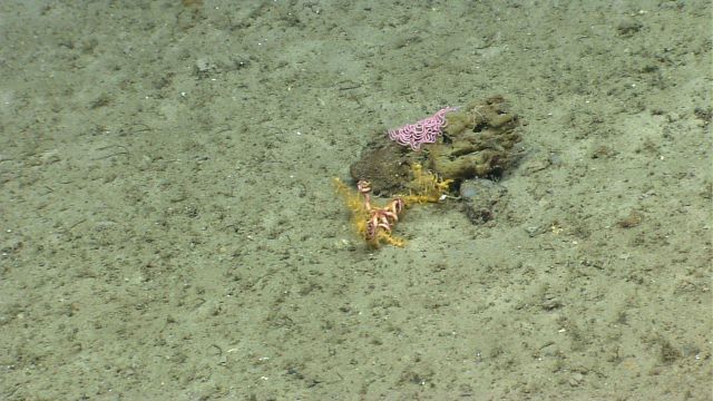 A similar pink ropelike geometrical egg mass is seen on an isolated boulder. Picture