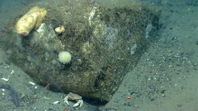 A boulder covered with a number of small sponges and one very large anemone and one smaller one Picture