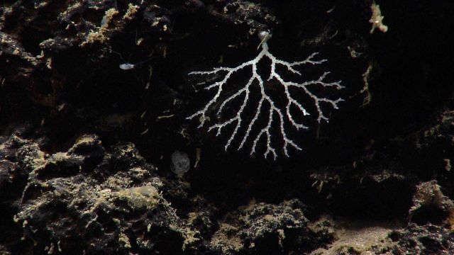 A lacy bryozoan adorns the side of Mytilus Seamount. Picture