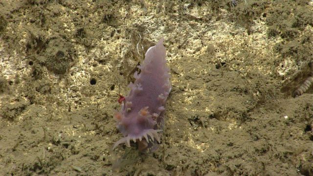 A purple nudibranch. Picture
