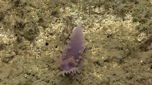 A purple nudibranch. Picture