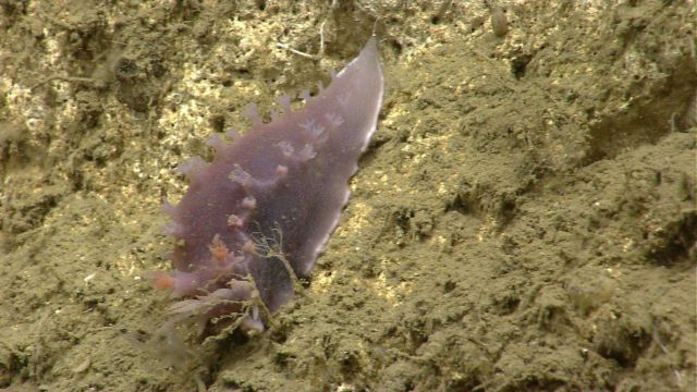 A purple nudibranch. Picture