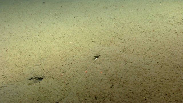 A snail setting a straight course across a sand and mud bottom Picture