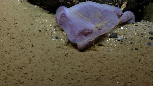 A gelatinous mass, probably a jellyfish that has crashed into a rock outcrop and can't seem to resume floatation. Picture
