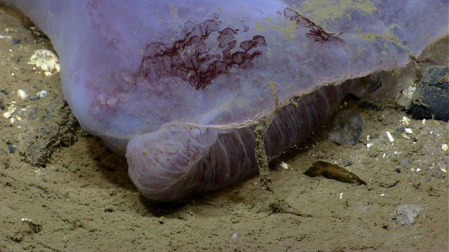 A gelatinous mass, probably a jellyfish that has crashed into a rock outcrop and can't seem to resume floatation. Picture