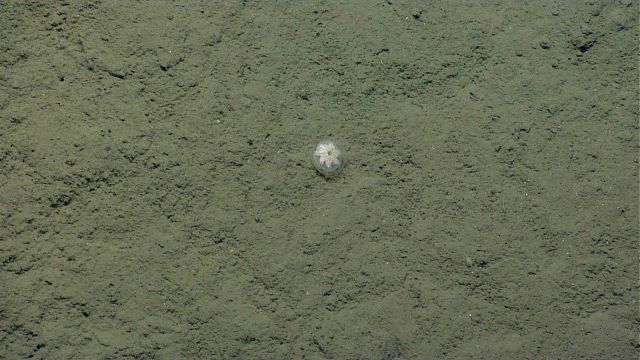 Hydromedusa on the seafloor. Picture