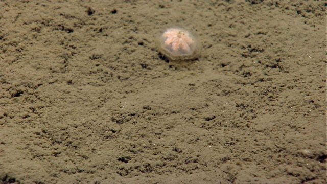 Hydromedusa on the seafloor. Picture
