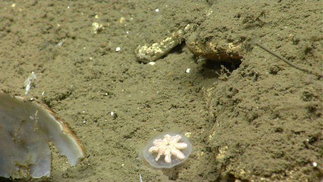 Hydromedusa on the seafloor. Picture