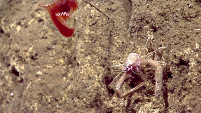 A benthic siphonophore and a squat lobster. Picture