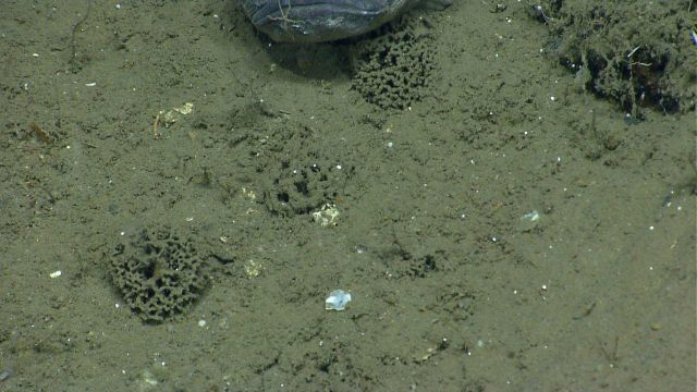 Xenophyophores. Picture