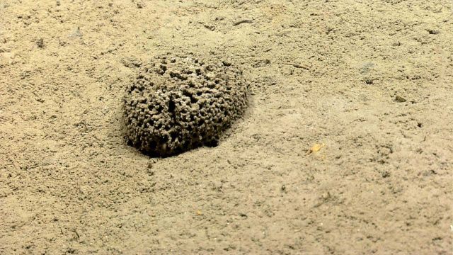 A single xenophyophore Picture