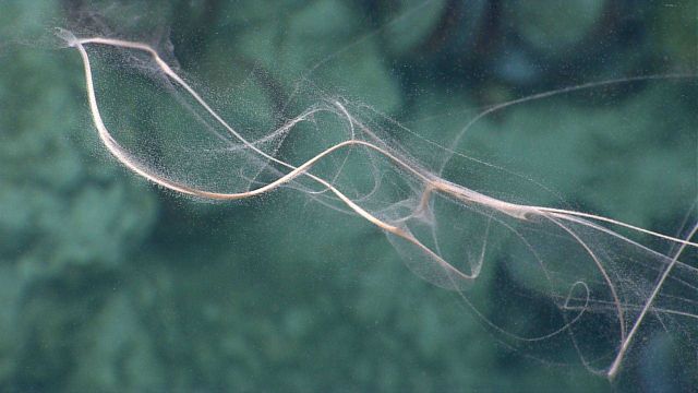 Mucous in the water column Picture