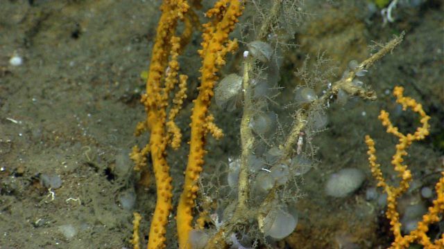 Small bivalves on a dead coral stalk. Picture