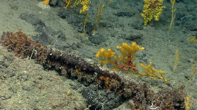 An iron artifact lost or dumped at sea rests on the bottom Picture