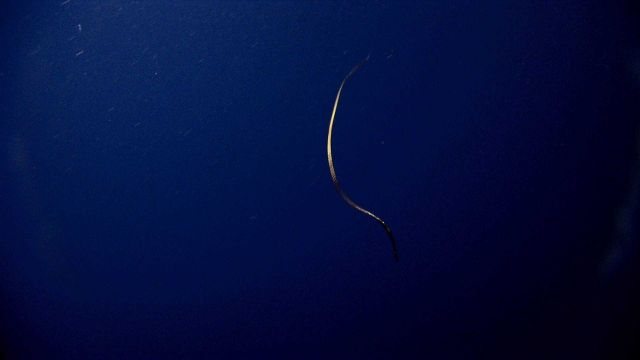 An eel? in the water column Picture