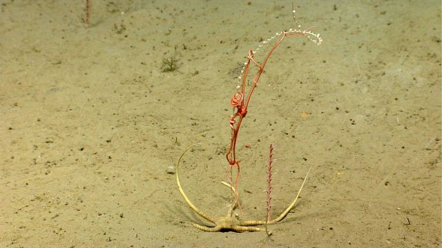 Two small corals with a reddish pink brittle star climbing one of them while a large white brittle star of a species that seems to stay on the bottom  Picture