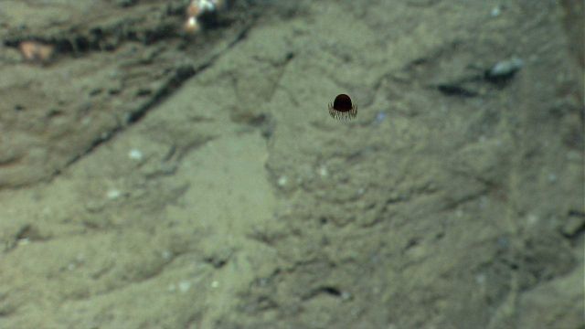 A small dark hydromedusa silhouetted against a canyon wall. Picture