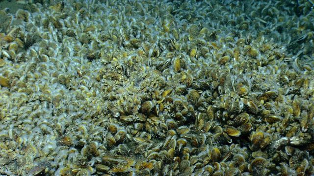 Bathymodiolus mussels at a cold seep site. Picture
