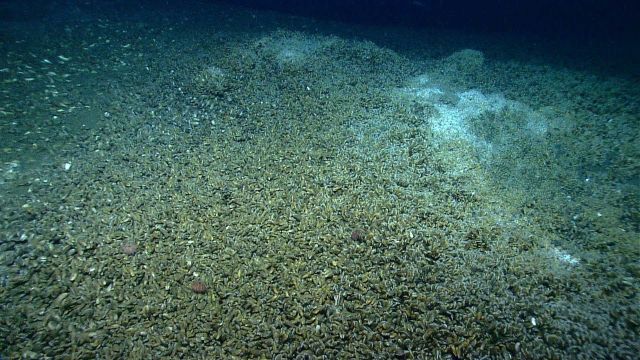 Bathymodiolus mussels at a cold seep site Picture