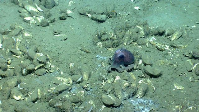 A newly discovered mussel bed with a small octopus (Graneledone verrucosa) and brittle stars on sediment and white microbial mat at a cold seep site s Picture