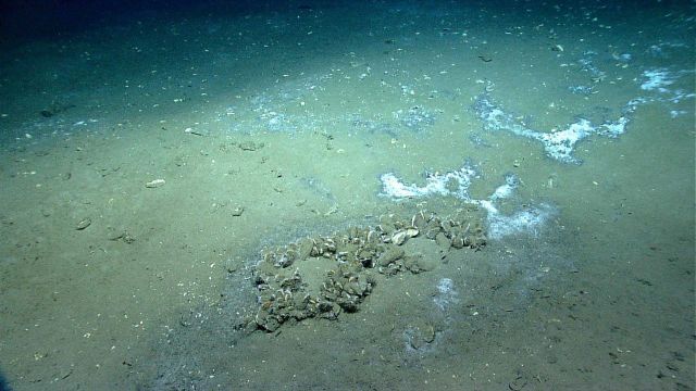 A small patch of bathymodiolus mussels at a cold seep site with bacterial mats. Picture