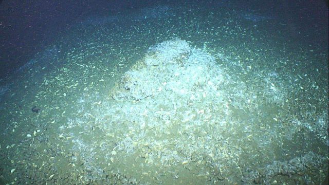 Bathymodiolus mussels at a cold seep site with bacterial mats. Picture