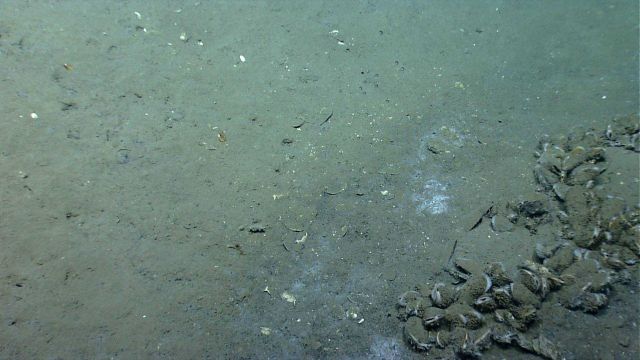Bathymodiolus mussels at a cold seep site. Picture