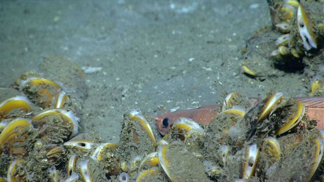 Bathymodiolus mussels at a cold seep site Picture