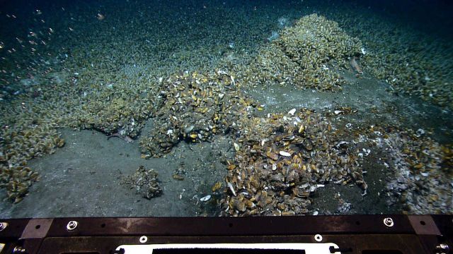 Bathymodiolus mussels at a cold seep site Picture