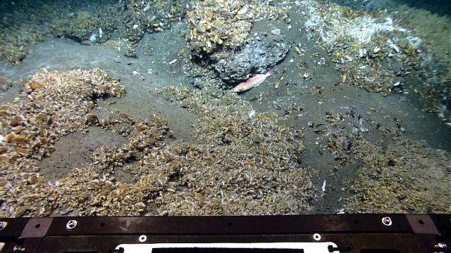 Bathymodiolus mussels at a cold seep site Picture