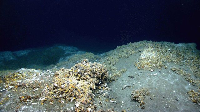 Bathymodiolus mussels at a very large cold seep site Picture