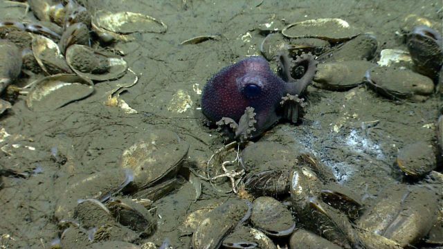 A small octopus (Graneledone verrucosa) amongst dead and live bathymodiolus mussels. Picture