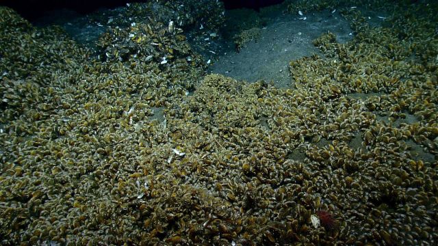A field of bathymodiolus mussels at a cold seep site Picture