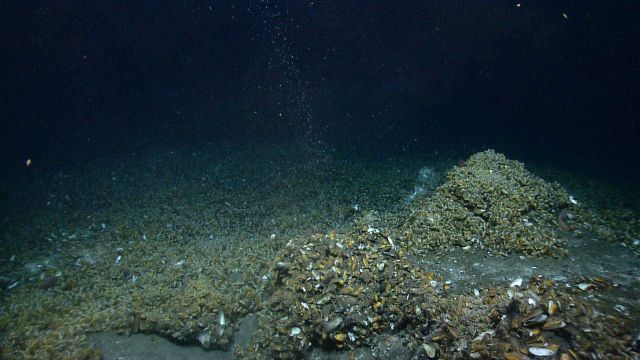 Methane bubbles rise above a cold seep site covered with bathymodiolus mussels. Picture
