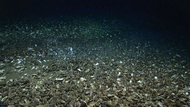 A catastrophic kill-off of bathymodiolus mussels or just the end of a cold seep site that no longer provides nutrients? Picture