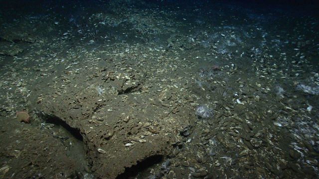 Dead mussels at a cold seep site. Picture