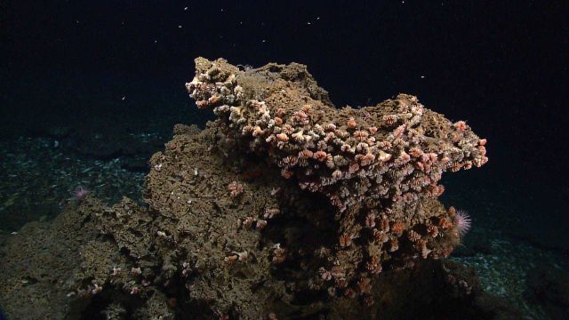 An outcrop covered with desmophyllum cup corals Picture