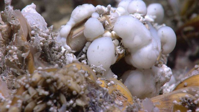Globules of white, perhaps bacterial material, associated with bathymodiolus mussels at a cold seep site. Picture