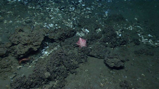 A large pinkish sea star and a red crab at a cold seep site littered with dead mussel shells. Picture