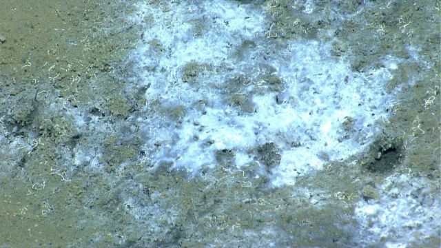 A white bacterial mat at a cold seep Picture