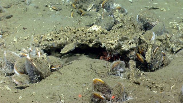 Clusters of live bathymodiolus mussels were encountered by Deep Discoverer (D2) at seep sites south of Nantucket Picture