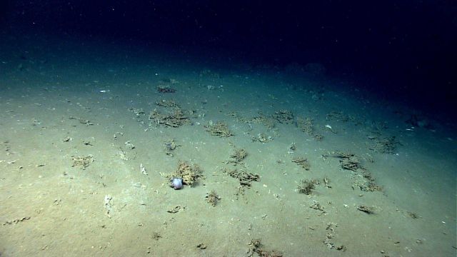 A small octopus is seen near a cold seep site. Picture
