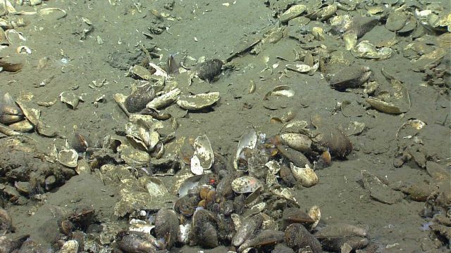 A few live bathymodiolus mussels and the shells of many dead ones. Picture