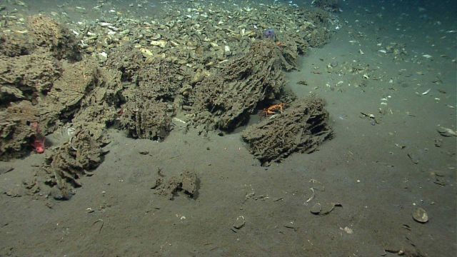 Carbonate rocks, an orange rockling, two red crabs visible, a small octopus, and many dead mussel shells at an 