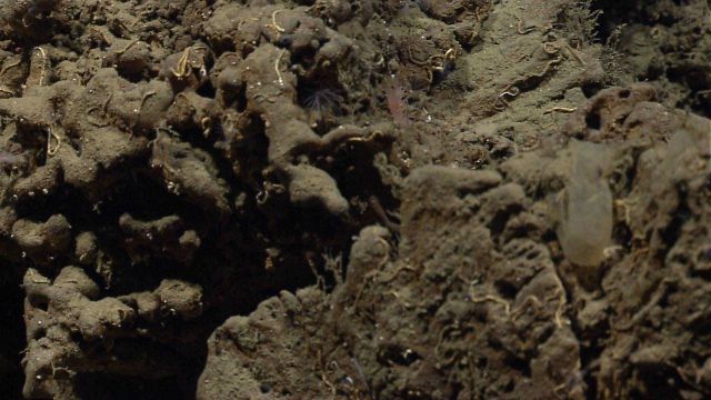 Strangely textured mud? rock outcrop, with small white worm tubes and a pandalid shrimp Picture