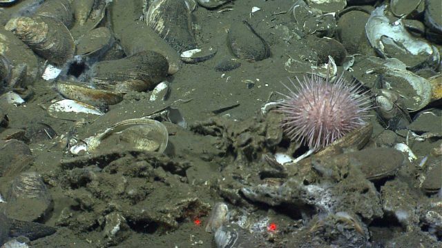 A pink globular sea urchin at a cold seep site with alive and dead bathymodiolus mussels and sporadic coatings of white bacteria. Picture
