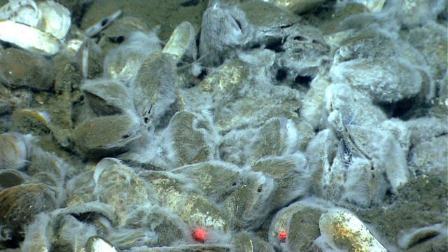 A heavy mat covering of white bacteria on bathymodiolus mussels at a cold seep site. Picture