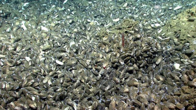 Massive carbonate rocks, bathymodiolus mussels (some dead, some alive), and a small reddish brown squid at a cold seep site. Picture