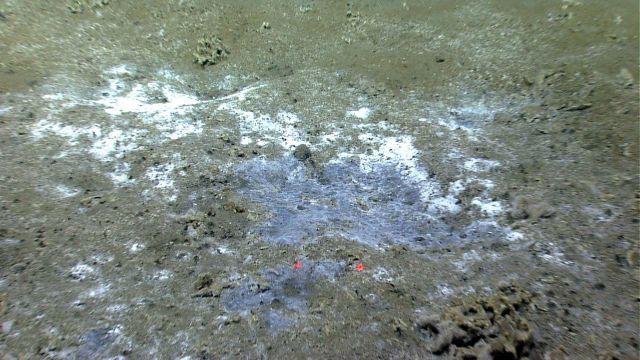 Gray and white bacterial mat in a cold seep area. Picture