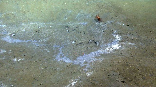 Bacterial mats, small chunks of methane hydrate, and a red crab (Chaceon quinquedens) can be seen in this image. Picture